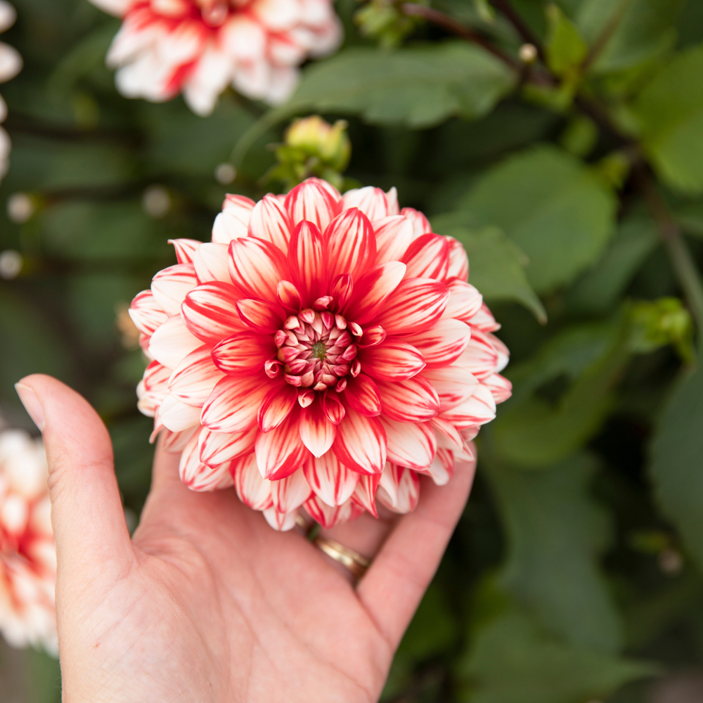 Dahlia 'Larry's Love' BIO