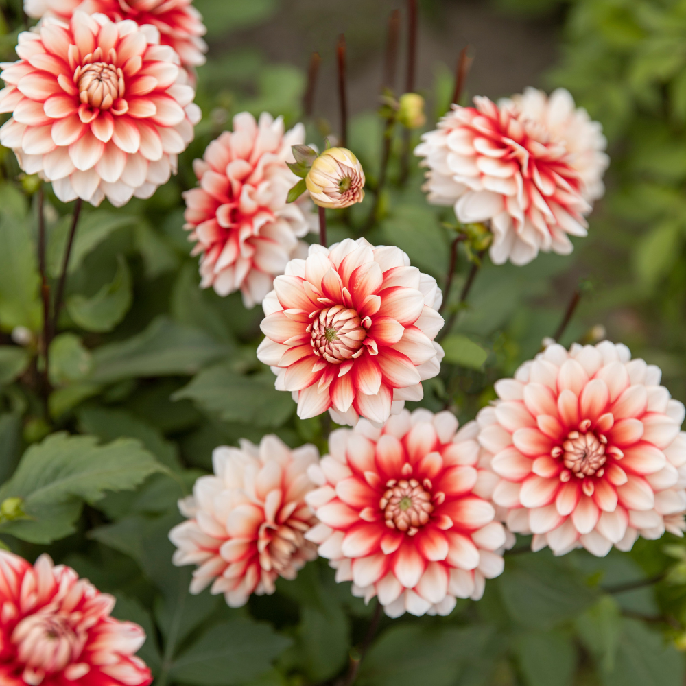 Dahlia 'Larry's Love' BIO