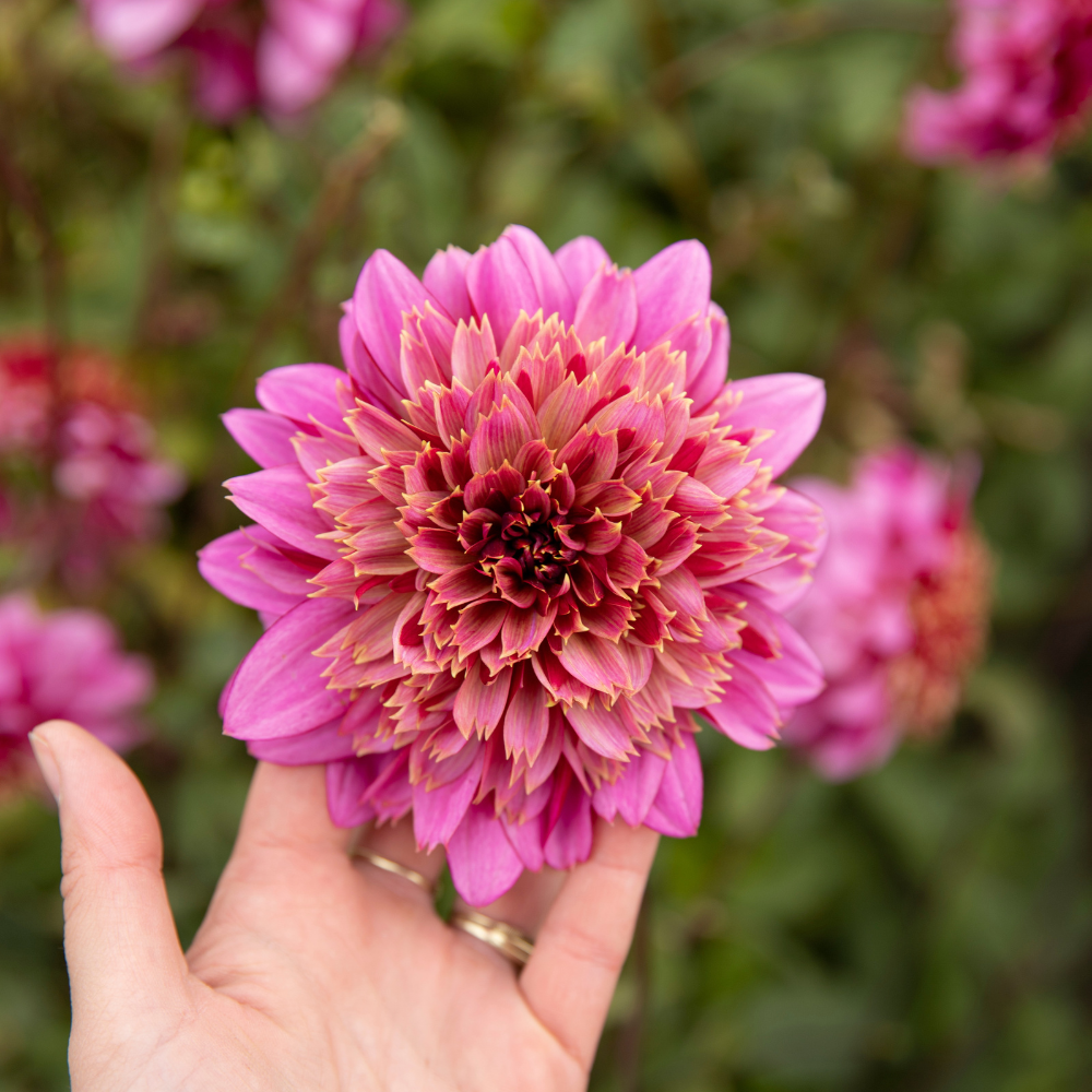 Dahlia pakket XXXXL pakket (met al onze 56 soorten)
