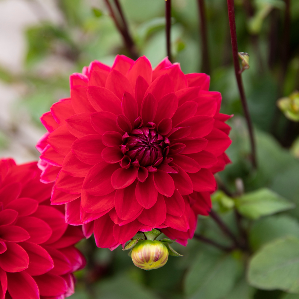 Biographie du dahlia 'Menorca'