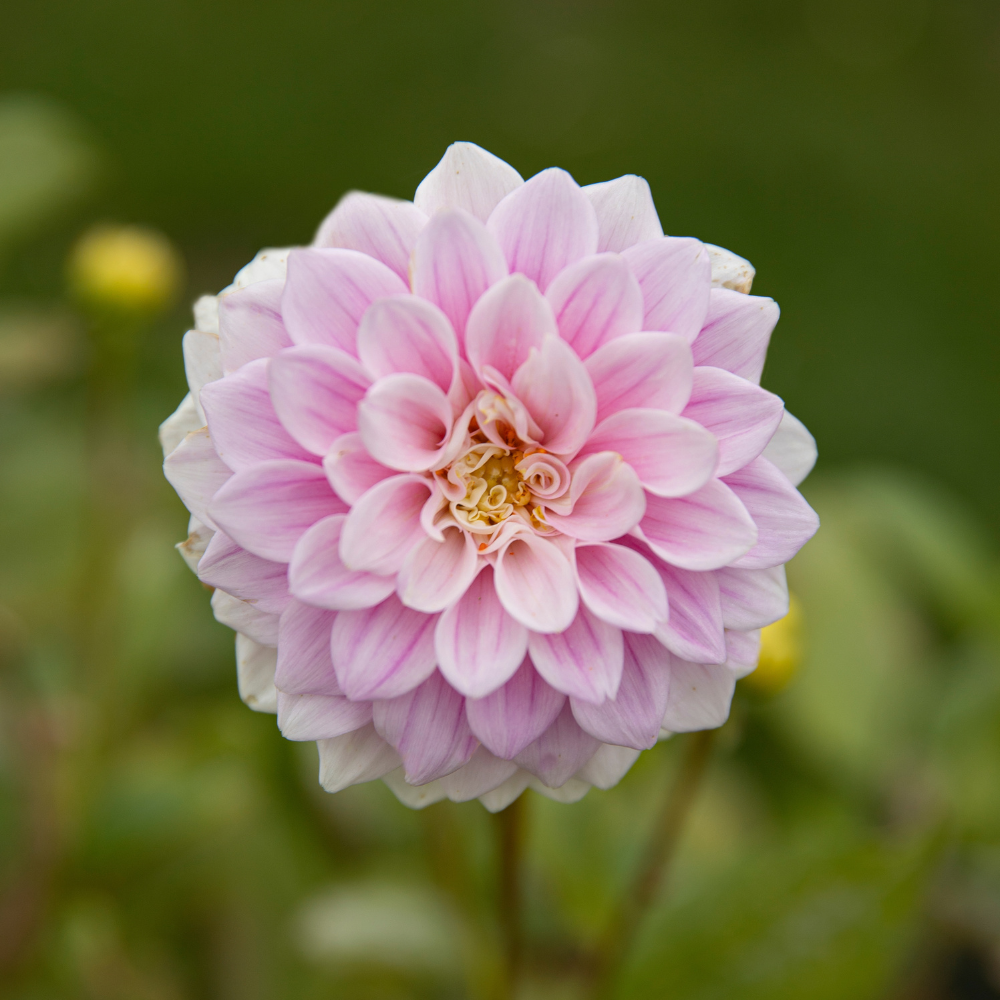 Dahlia 'Sweet Love'