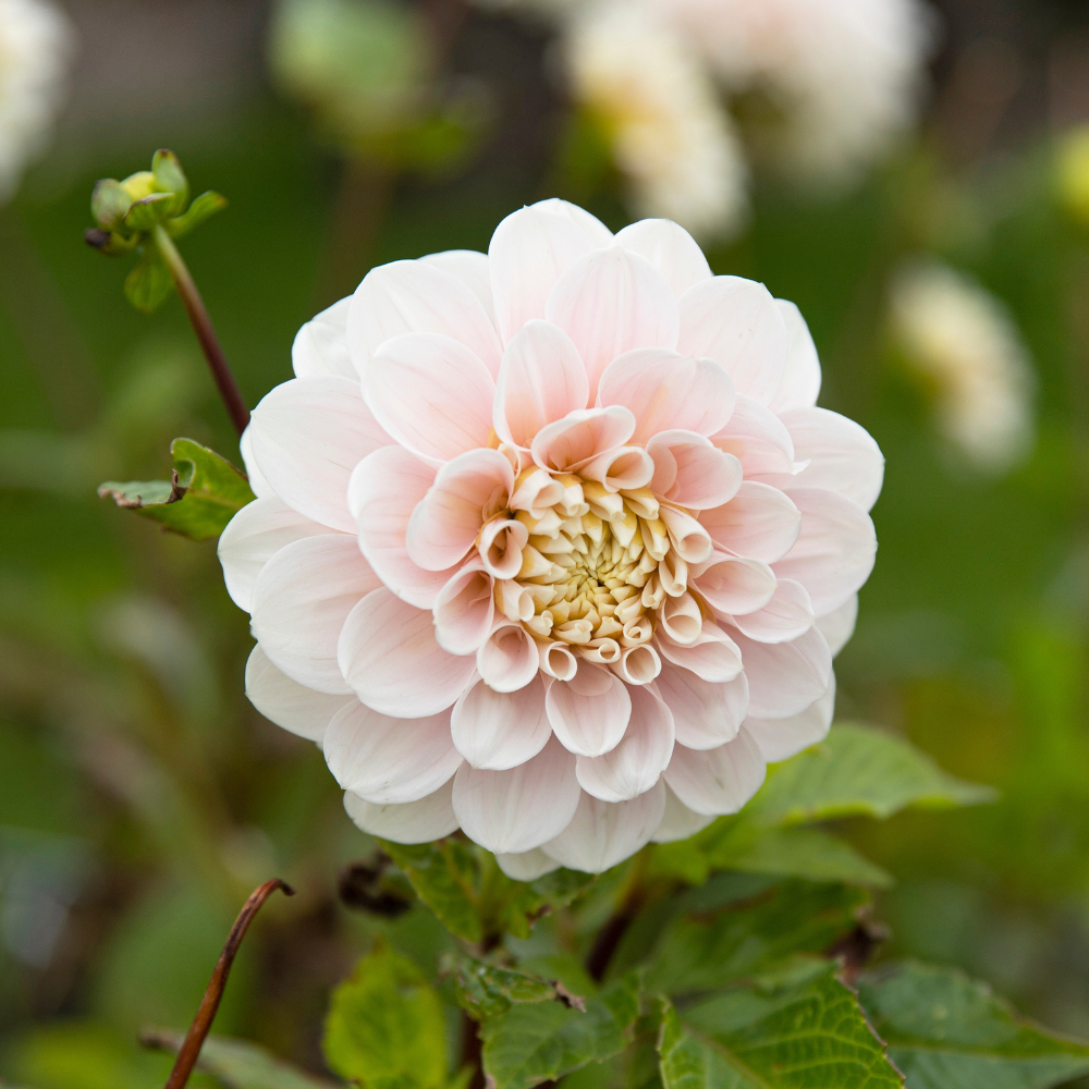 Dahlia 'Sweet Nathalie'