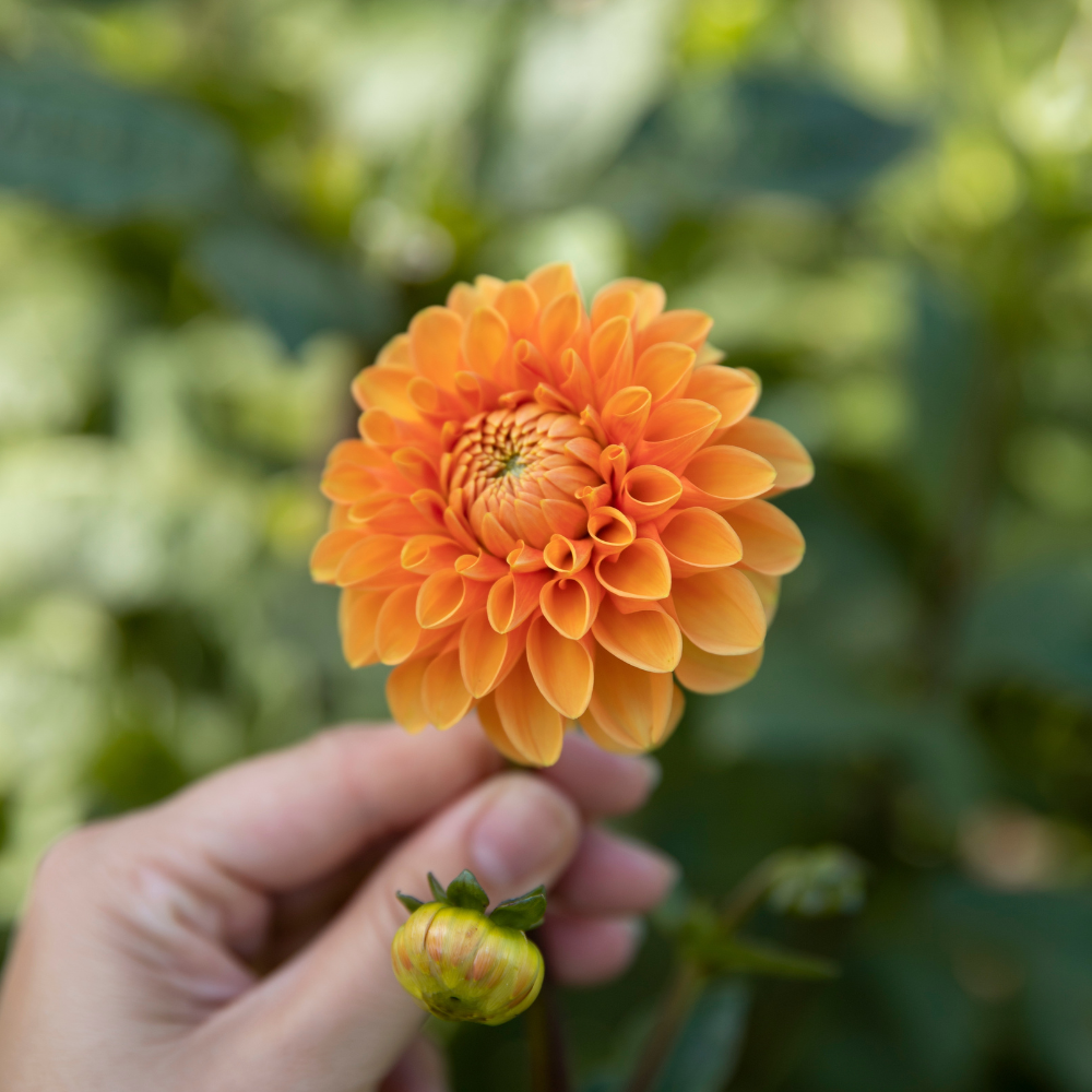 Dahlia package 'Nina's 12 favorites'