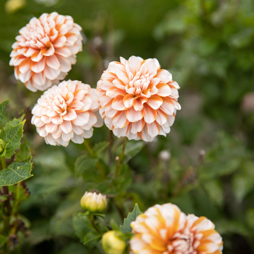 Dahlia package 'Nina's 12 favorites'