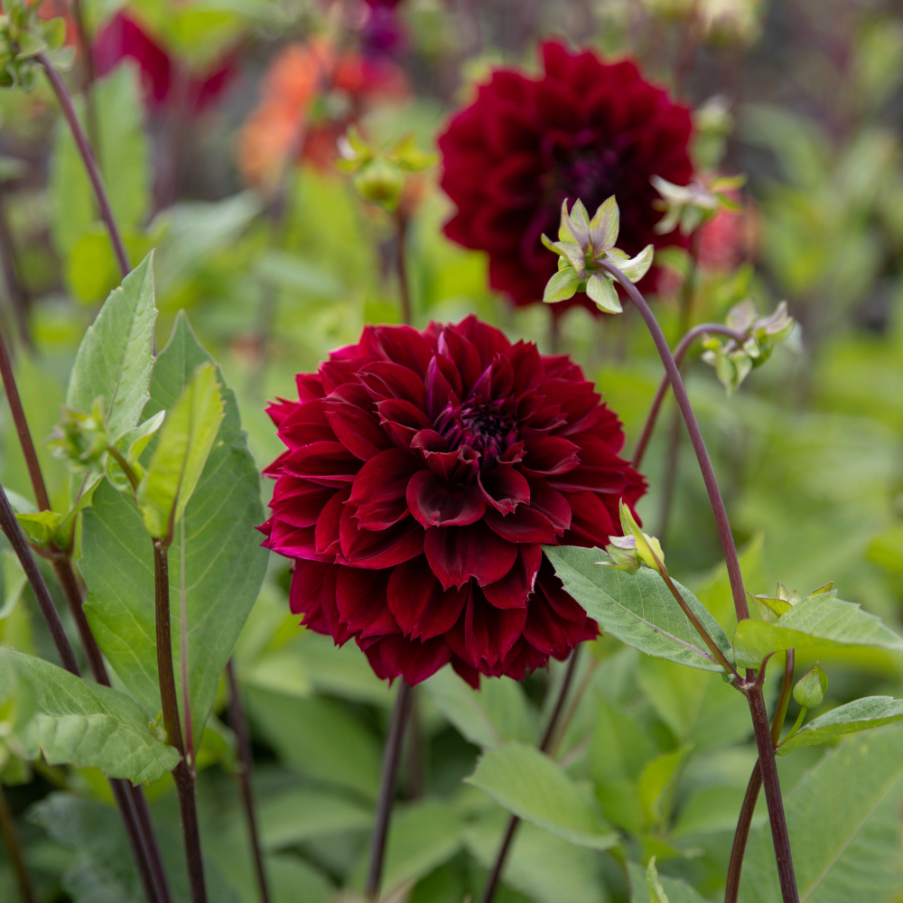 Dahlia pakket XXXXL pakket (met al onze 56 soorten)