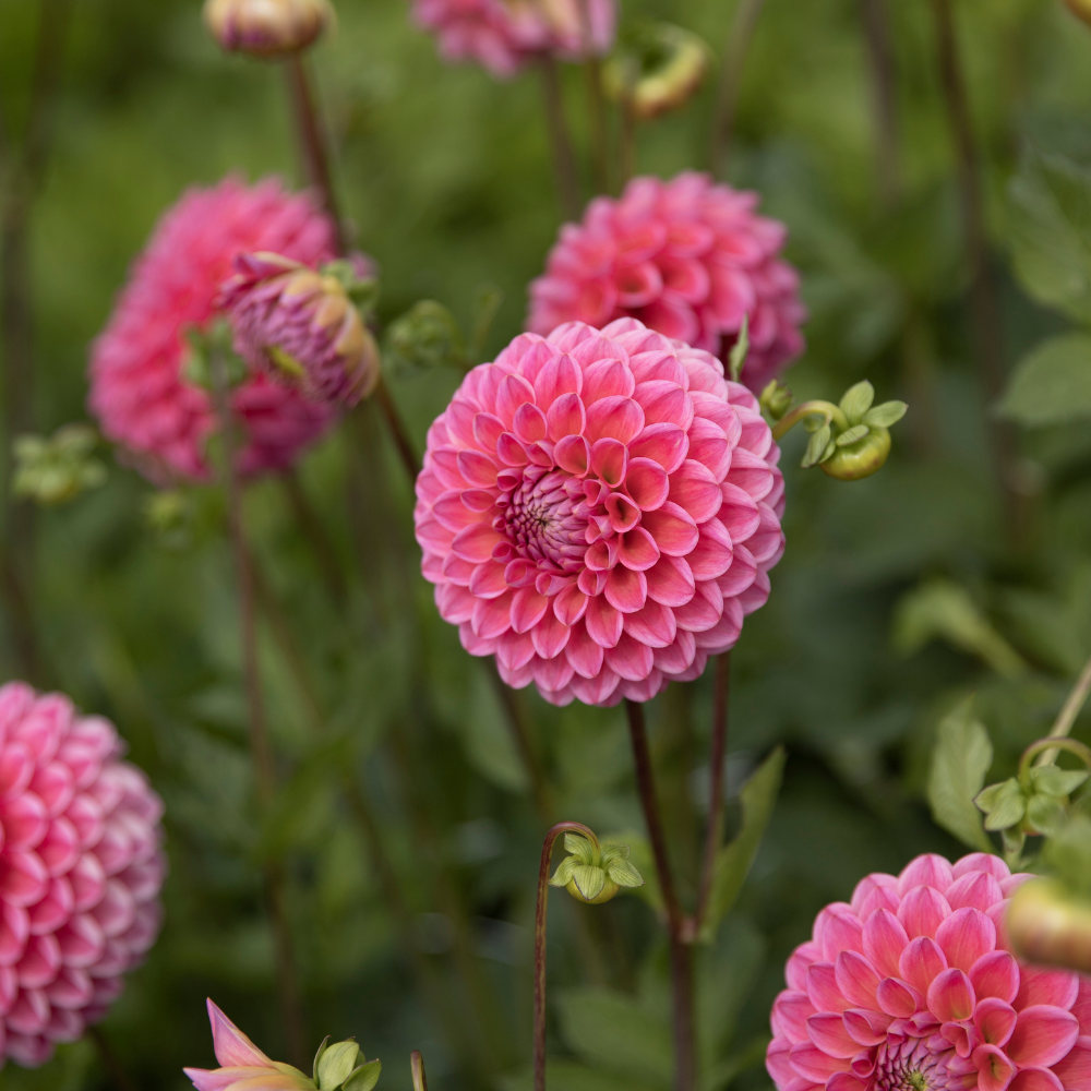 Dahlia pakket XXXXL pakket (met al onze 56 soorten)
