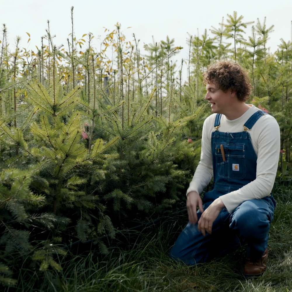 Szechuan Pepper - Bare Root