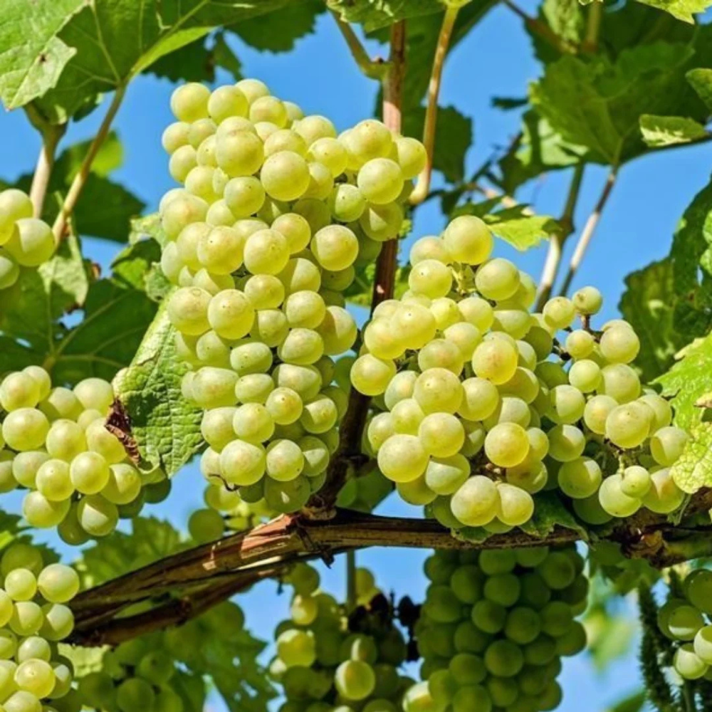 Vin blanc de raisin et dégustation de Vitis vinifera 'Witte van der Laan' en pot de 2 litres