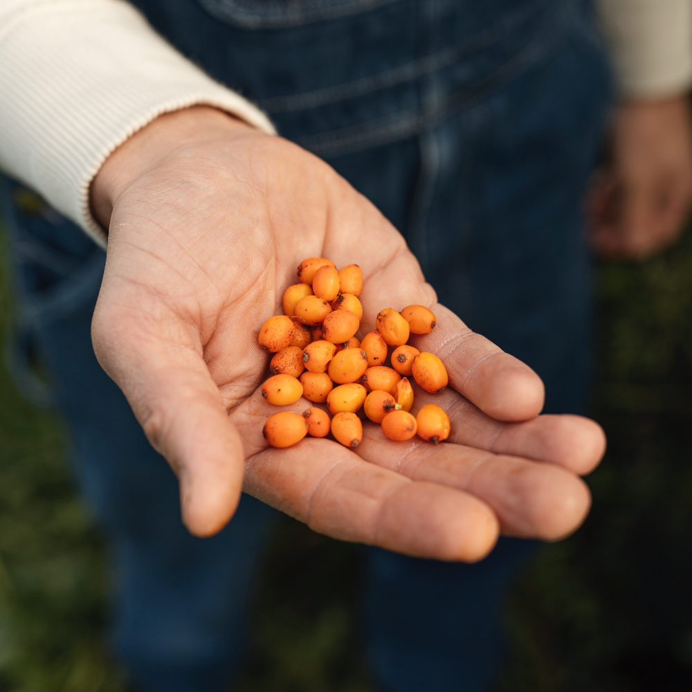Low-stemmed sweet chestnut tree BIO