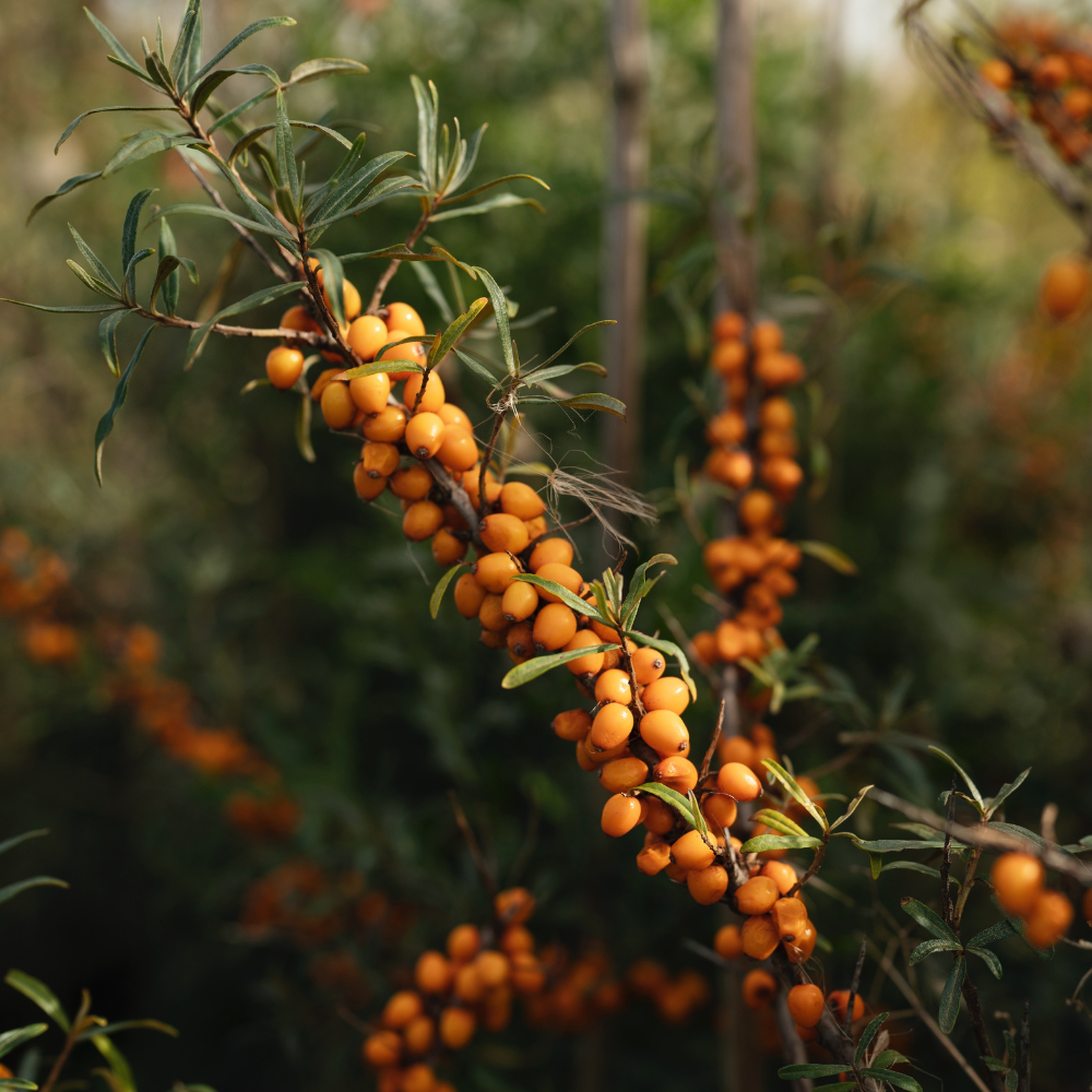 Low-stemmed sweet chestnut tree BIO