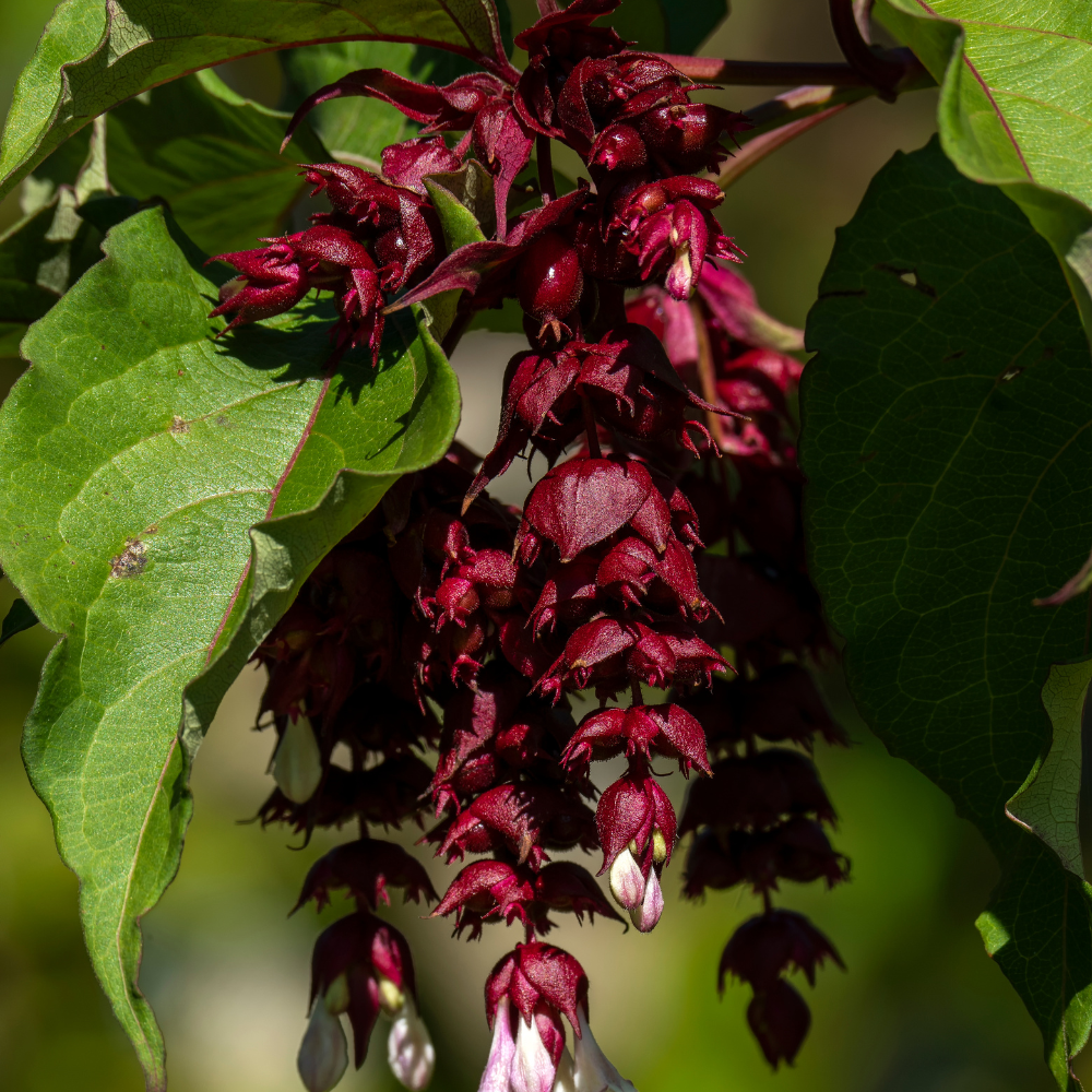 Baie de faisan - Racines nues