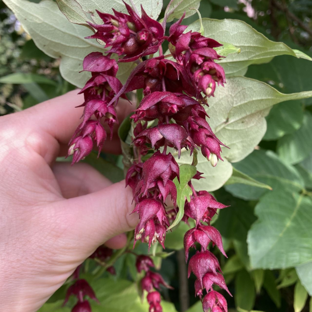 Baie de faisan - Racines nues