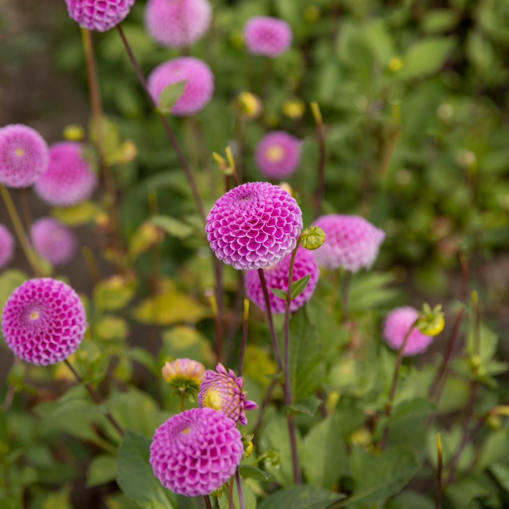 Dahlia pakket XXXXL pakket (met al onze 56 soorten)