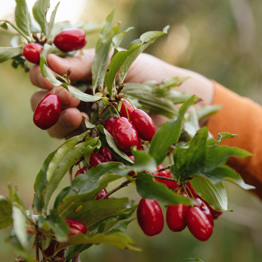 Yellow cherry dogwood 'Elegantnyj' - Red berries