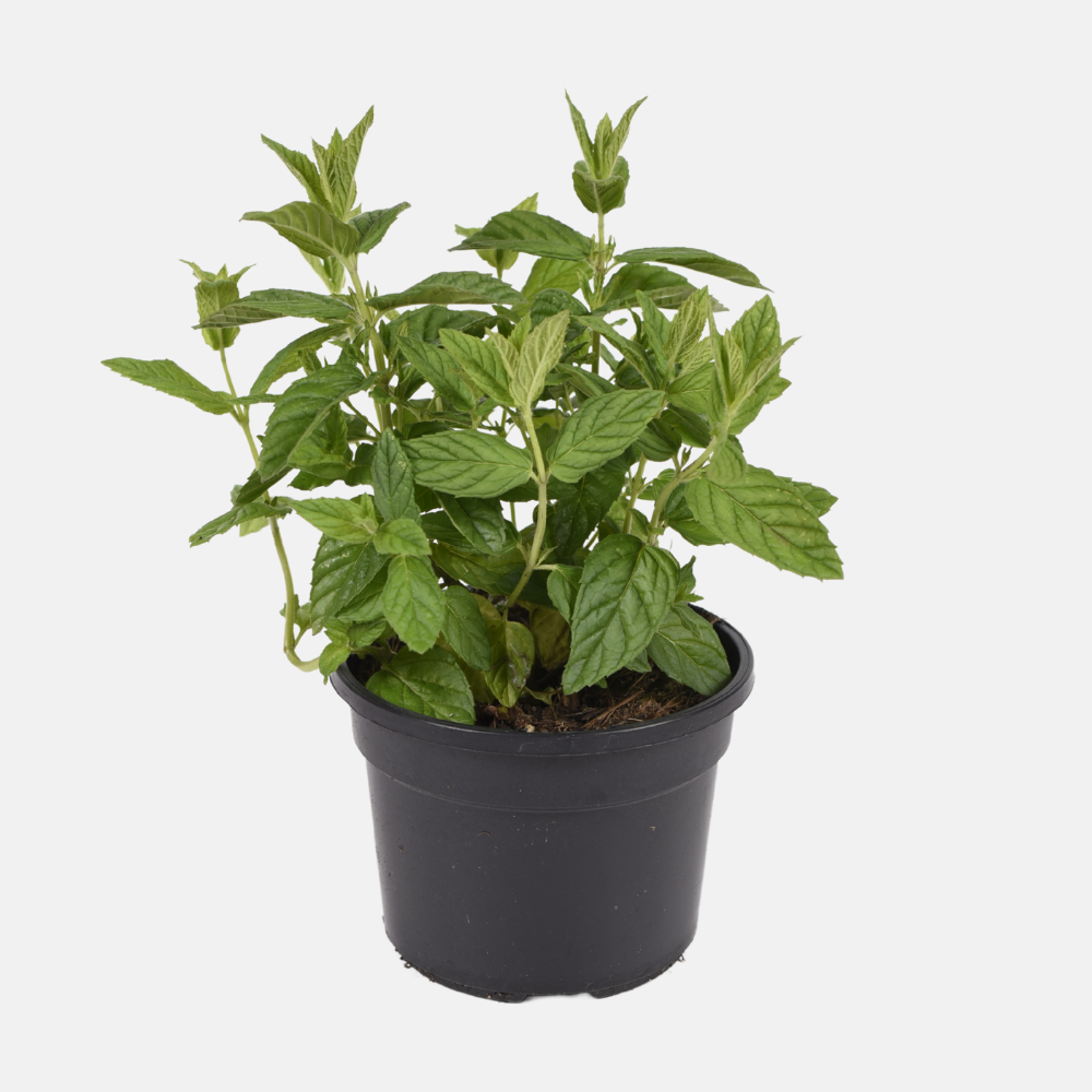 Menthe chocolatée BIO en pot 13 cm Mentha piperita 'Chocolat'