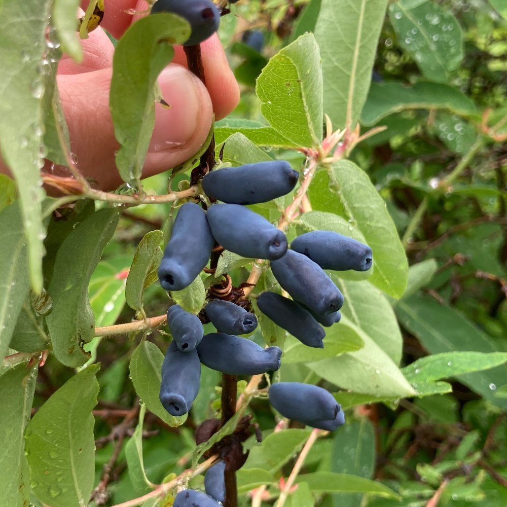 Miel 'Boreal Blizzard'