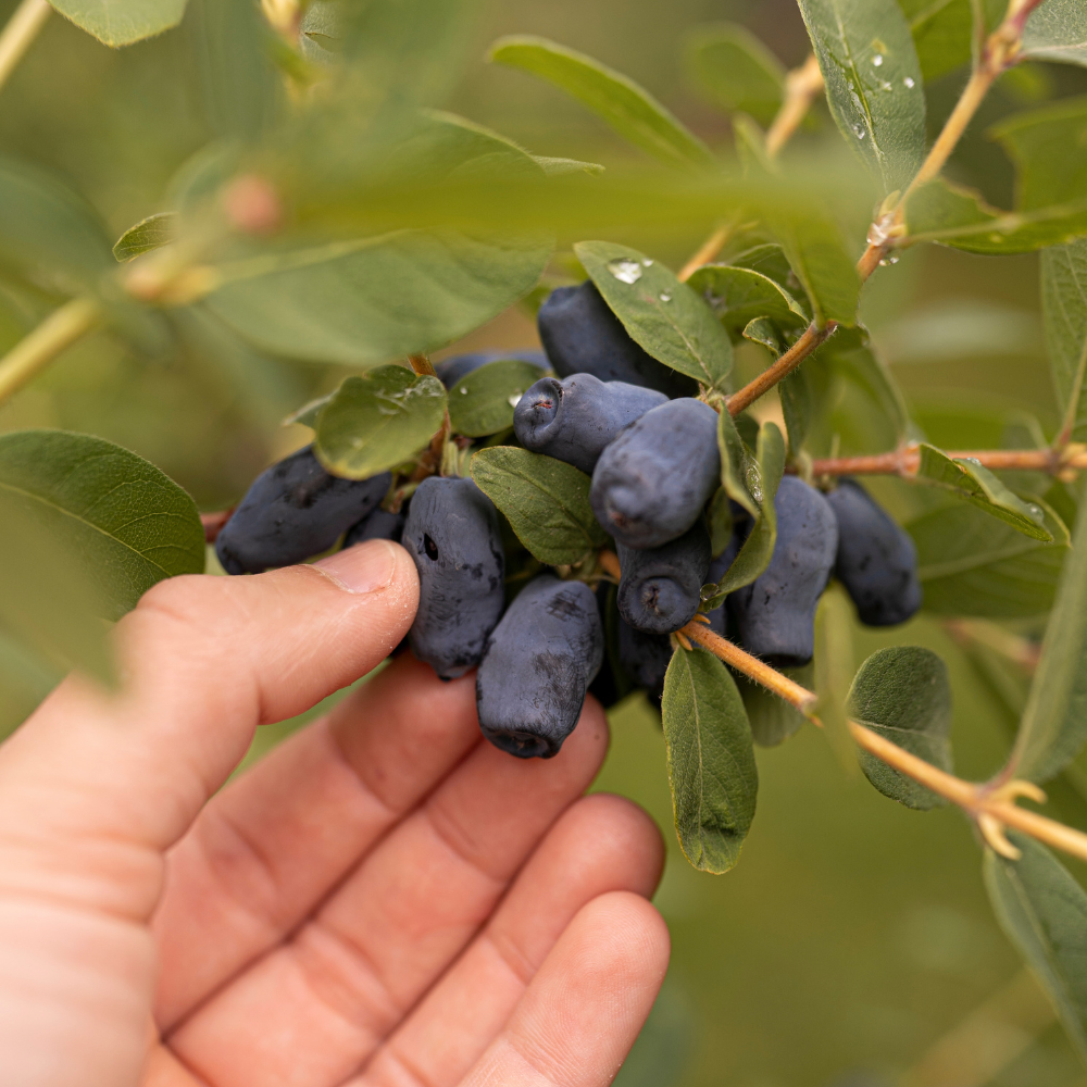 Honingbes 'Boreal Beauty’ BIO - Laat