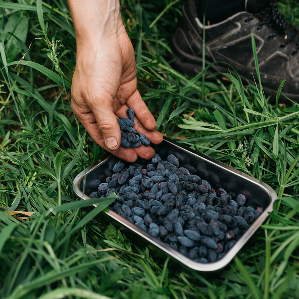 Biologie de la baie de miel « Boreal Blizzard » - Précoce