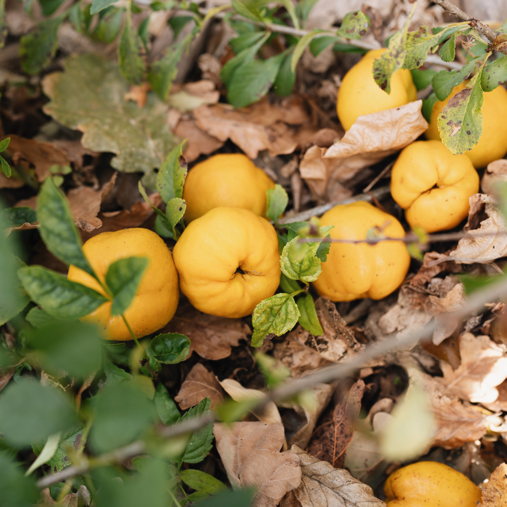 Low-stemmed sweet chestnut tree BIO