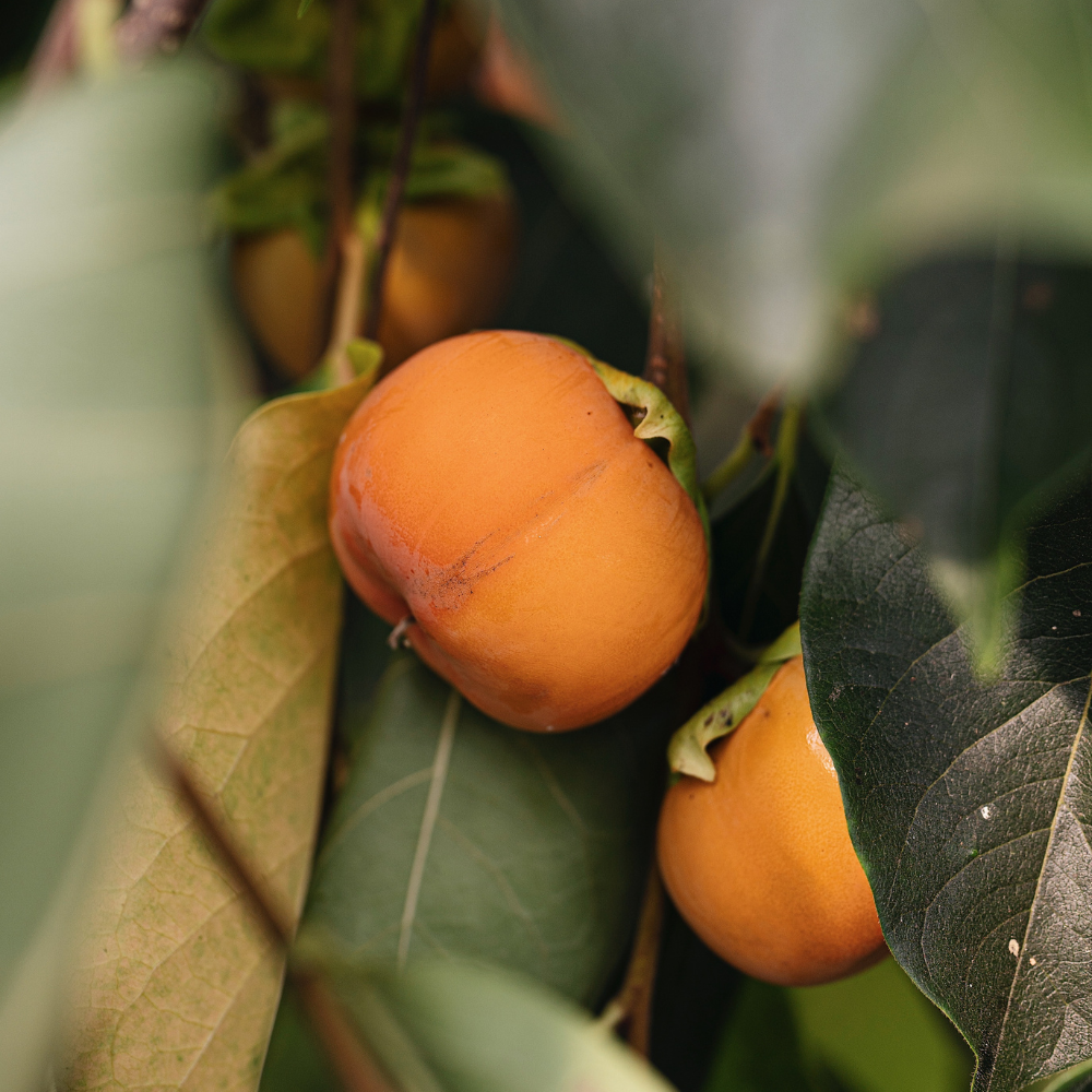 Nashi pear 'Hayatama'