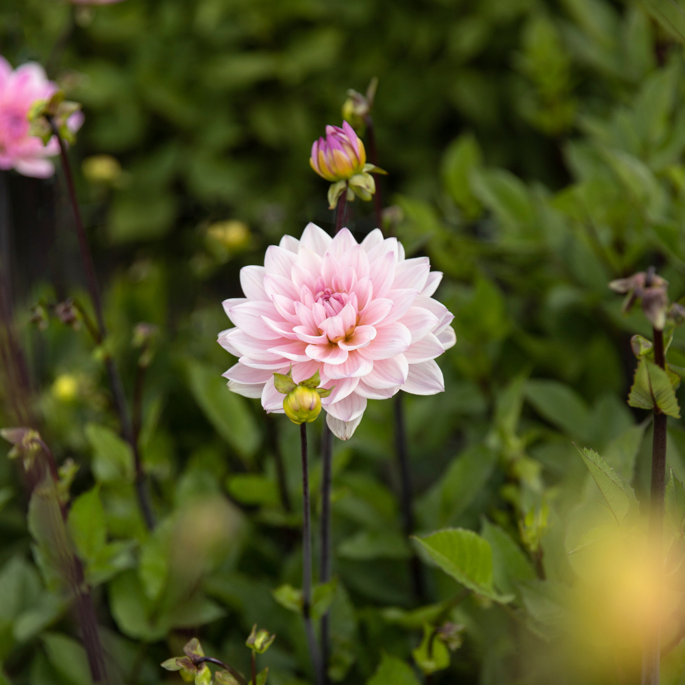 Dahlia pakket XXXXL pakket (met al onze 56 soorten)