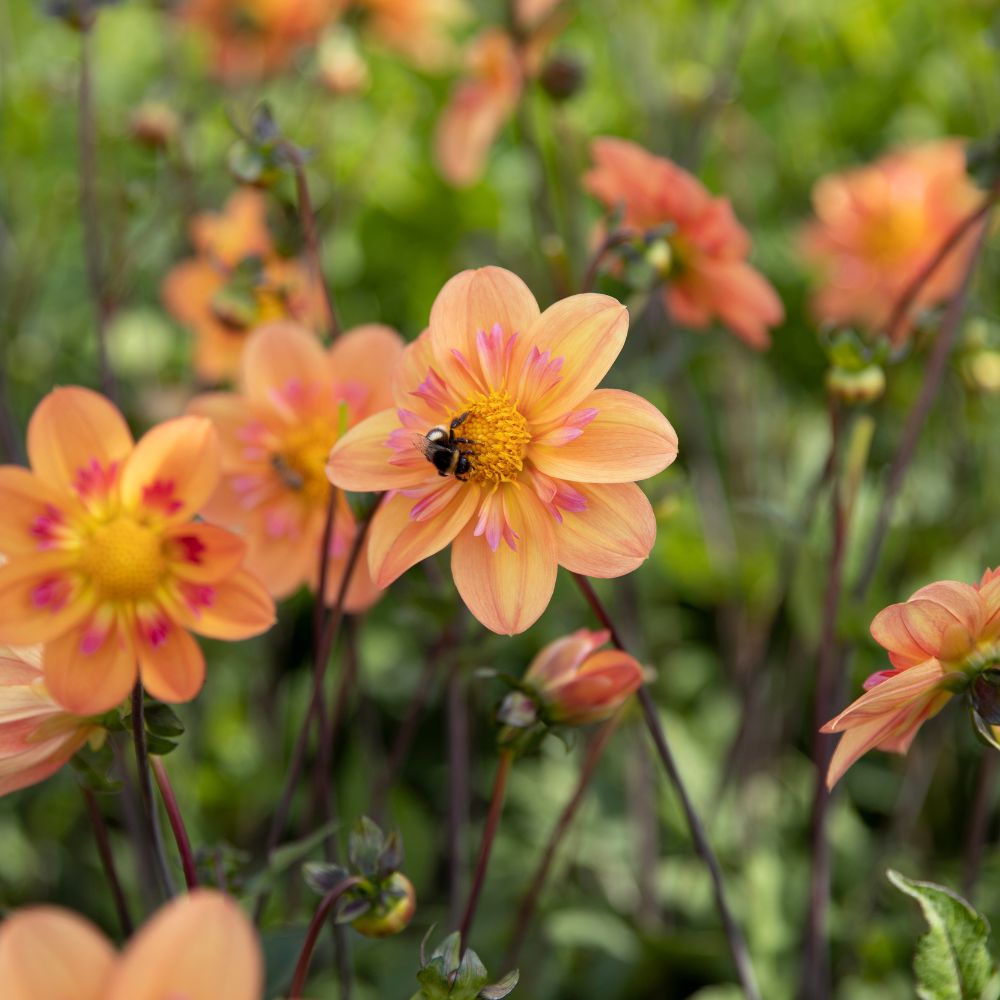 Dahlia package 'Nina's 12 favorites'