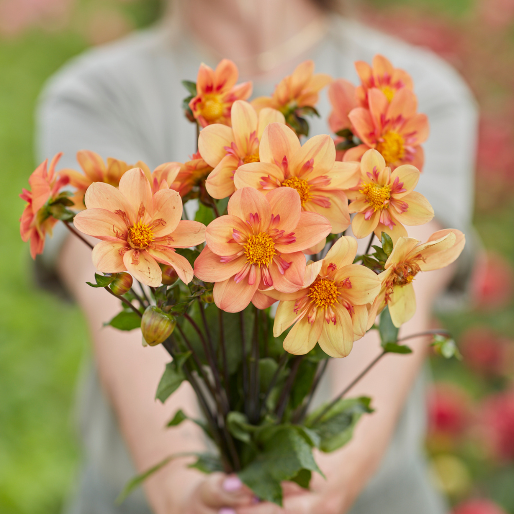 Dahlia 'Kelsey Annie Joy'