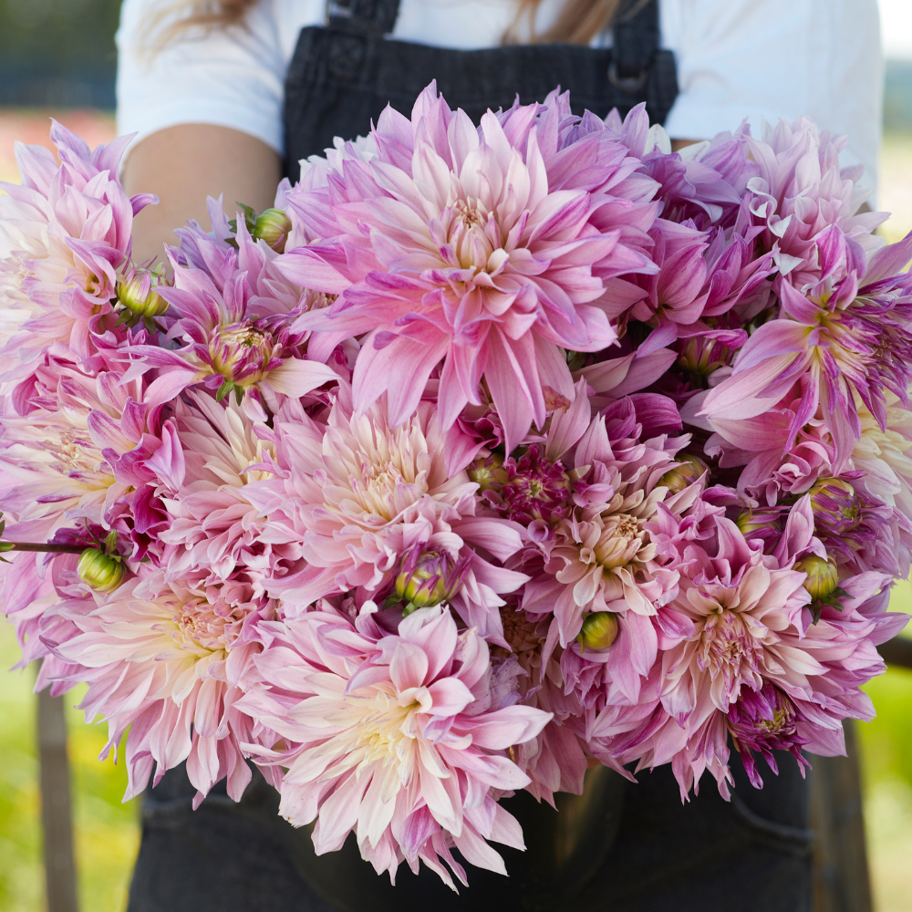 Dahlia 'Labyrinth Twotone'