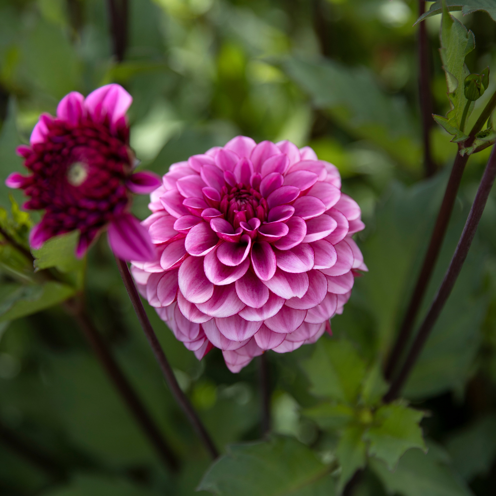 Dahlia 'Lizzy la rieuse'