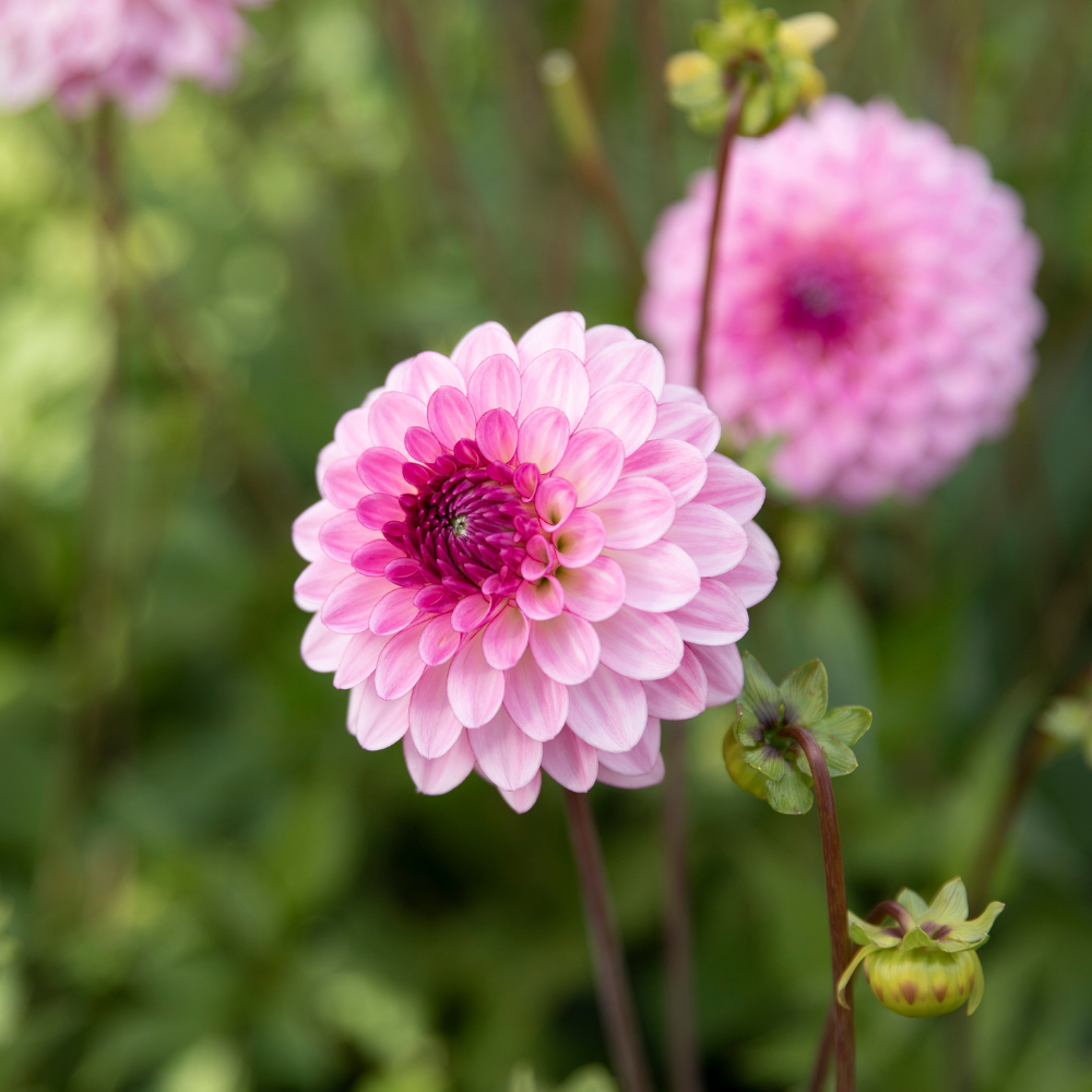 Dahlia package 'Nina's 12 favorites'