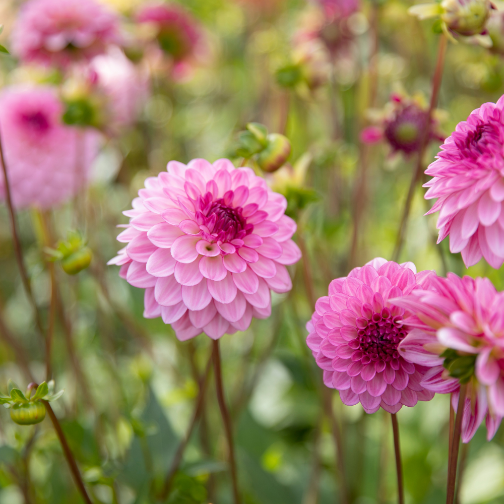Dahlia pakket XXXXL pakket (met al onze 56 soorten)