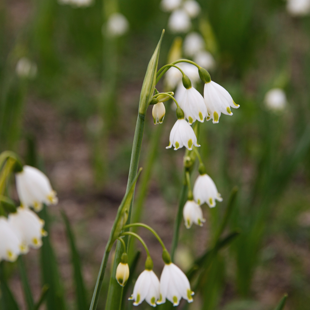 Leucojum aestivum (zomerklokje) 'Gravetye Giant' BIO