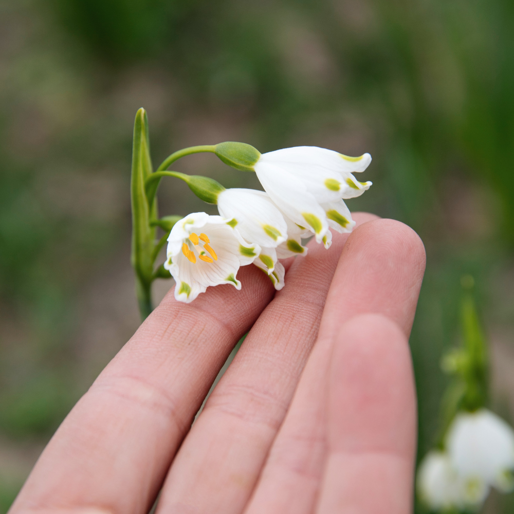 Leucojum aestivum (zomerklokje) 'Gravetye Giant' BIO