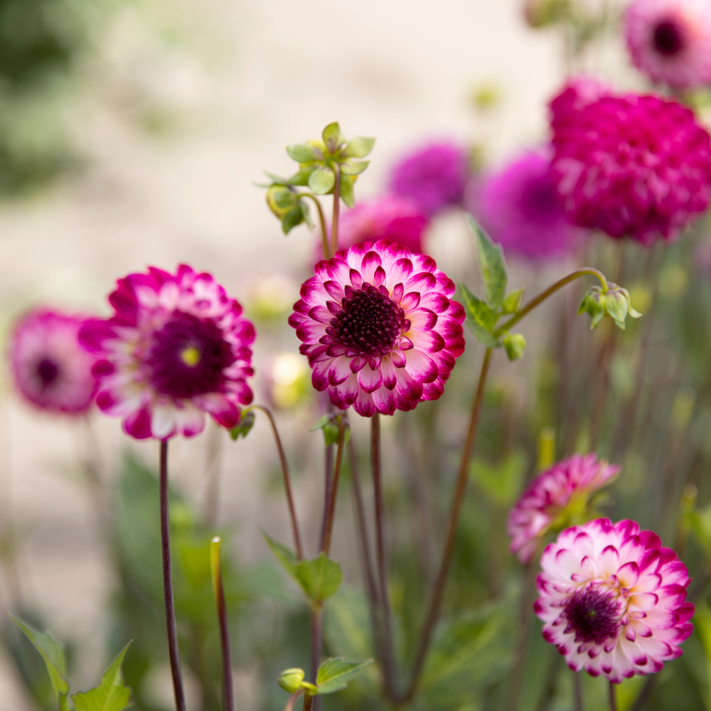 Dahlia pakket XXXXL pakket (met al onze 56 soorten)
