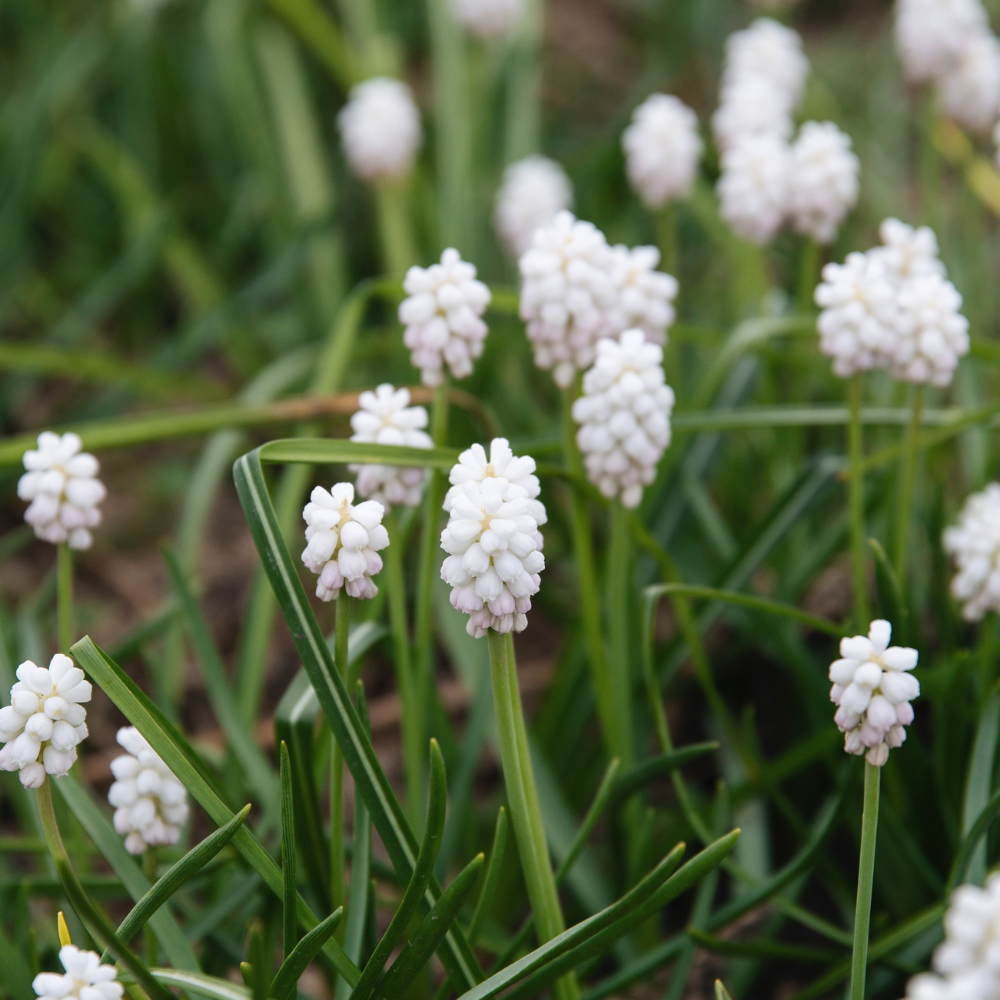 Muscari botryoides (witte druifjes) 'Casablanca' BIO