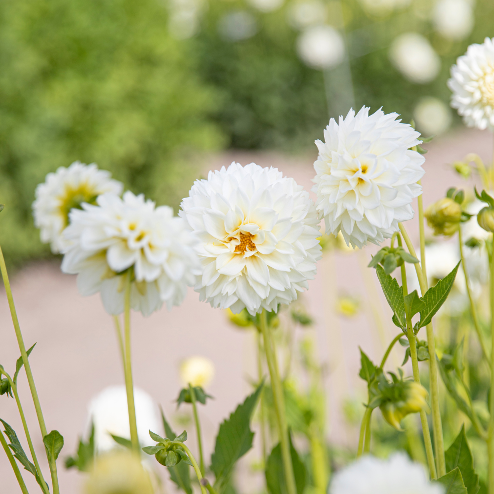 Dahlia 'Myama Fubuki'