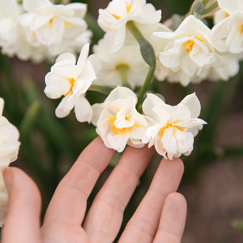 Narcis 'Bridal Crown' BIO