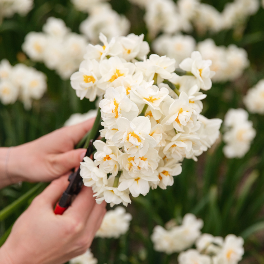 Narcis 'Bridal Crown' BIO