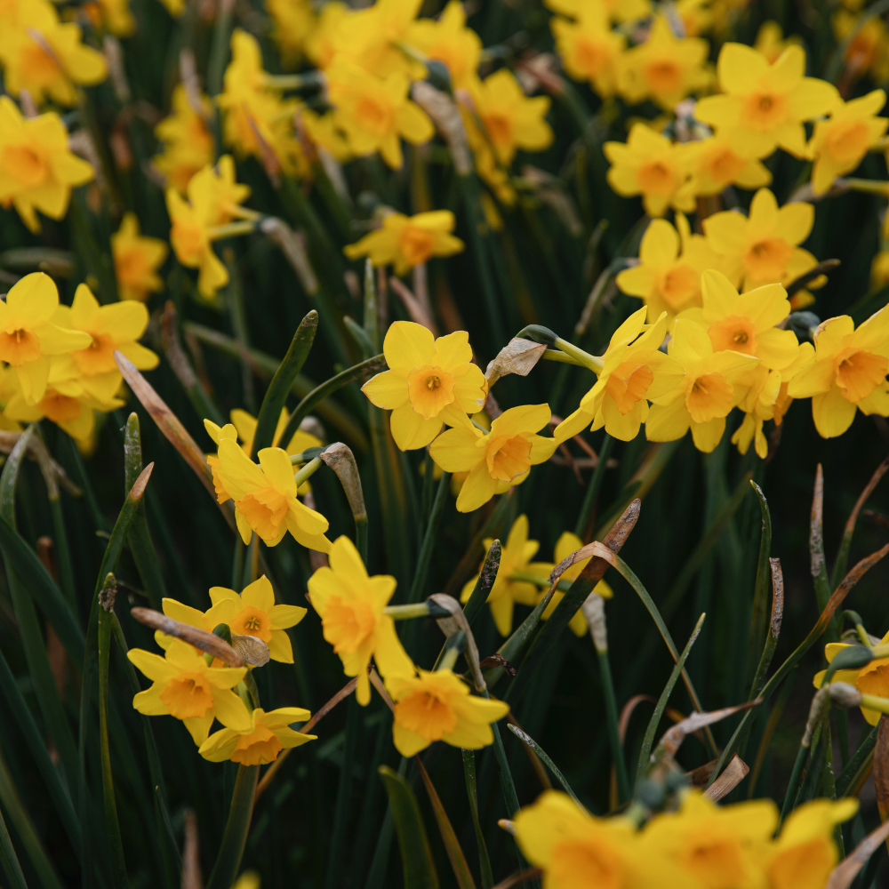 Narcis 'Golden Dawn' BIO