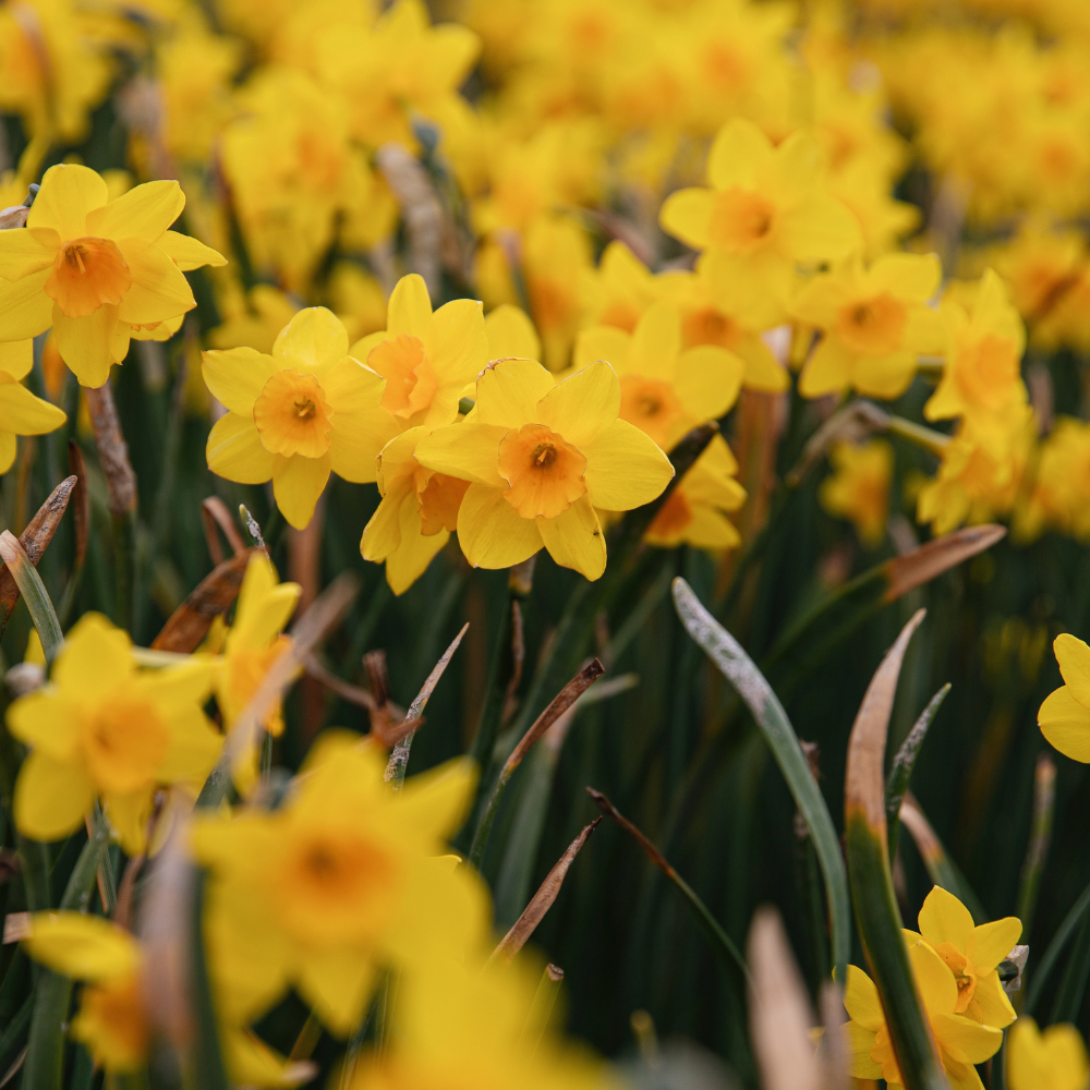 Narcis 'Golden Dawn' BIO