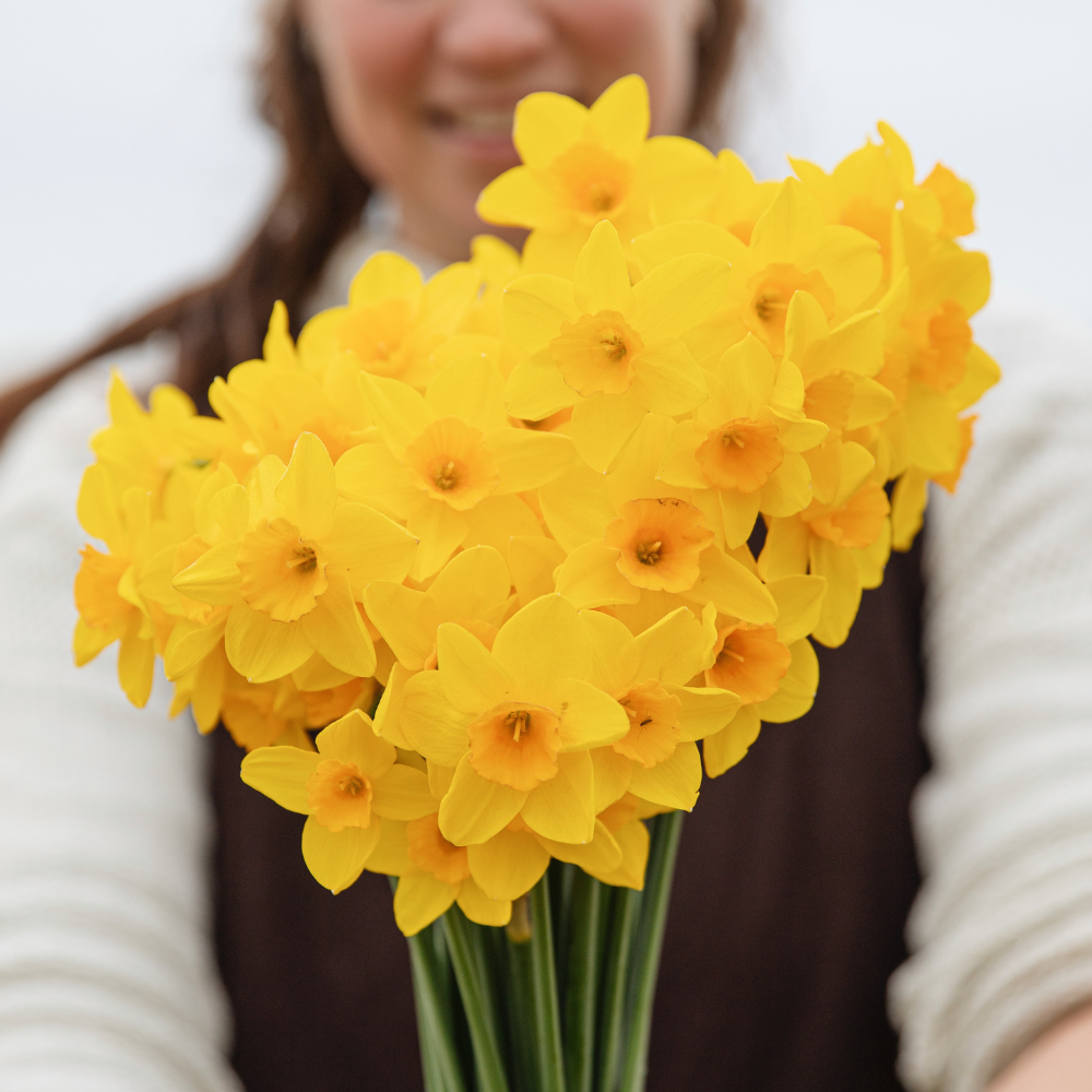 Narcis 'Golden Dawn' BIO