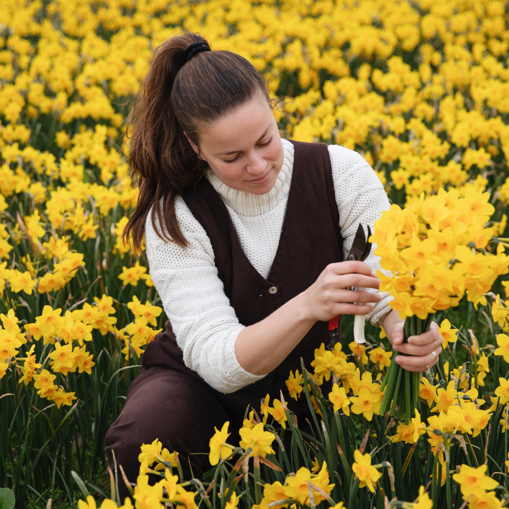 Narcis 'Golden Dawn' BIO