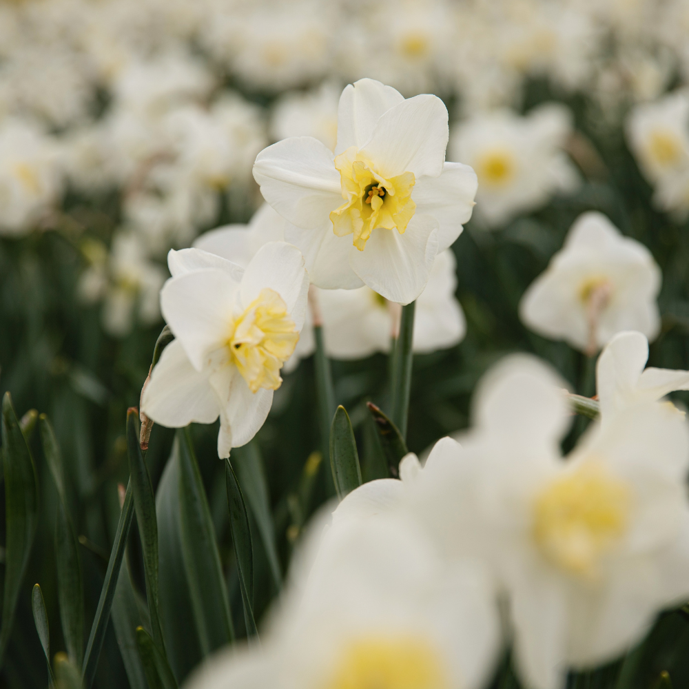 Narcis 'Papillon Blanc' BIO