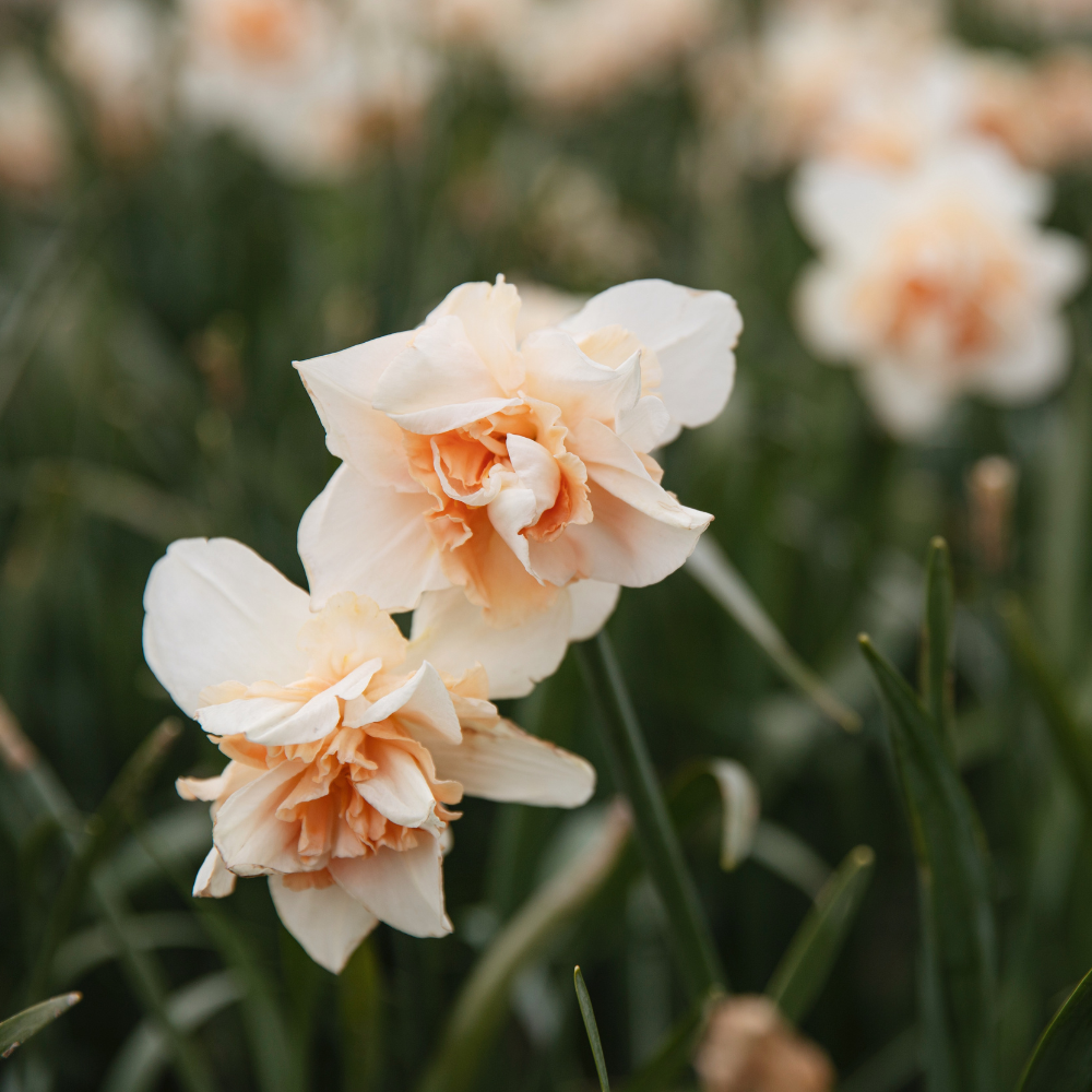 Narcis 'Replete' BIO