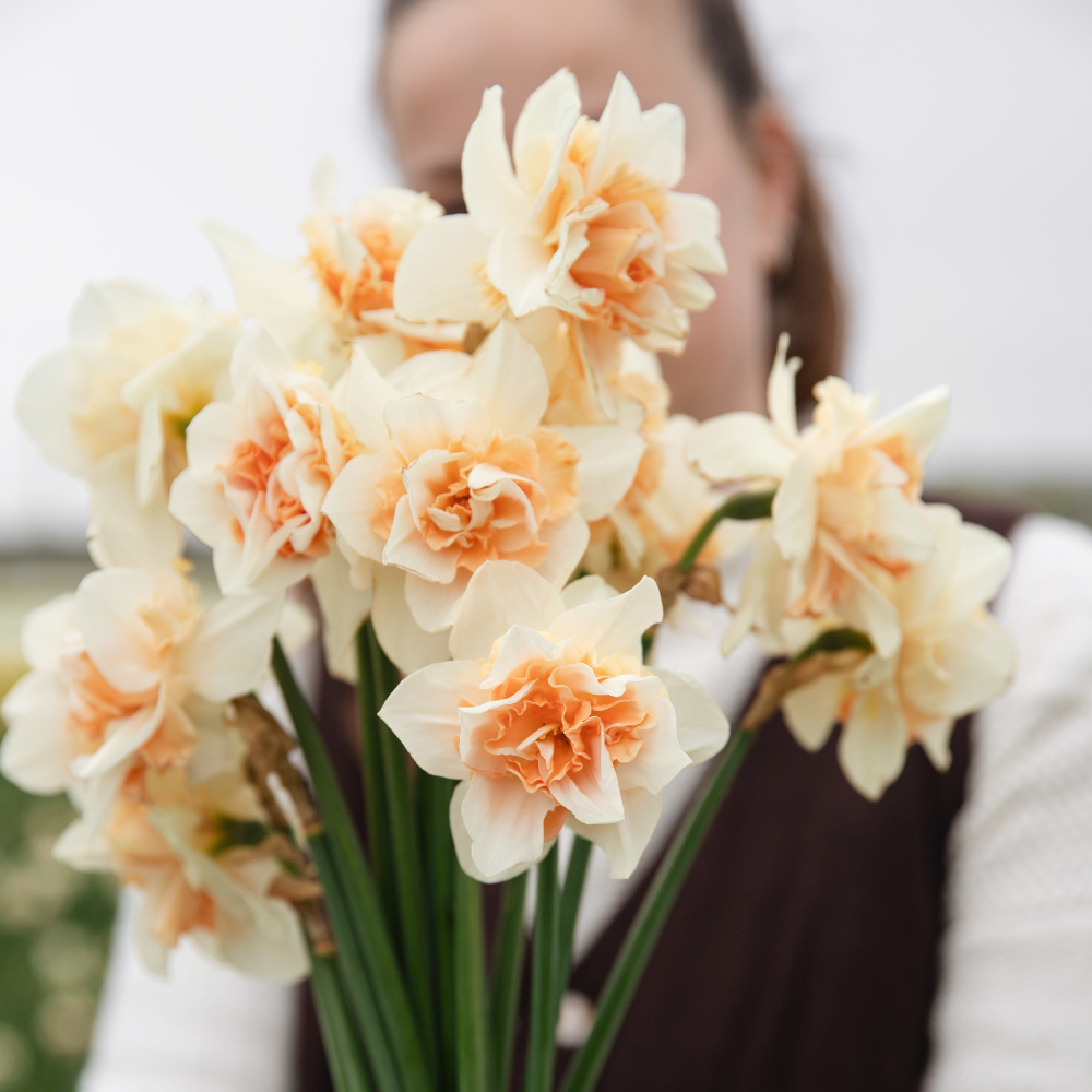 Narcissen pakket BIO