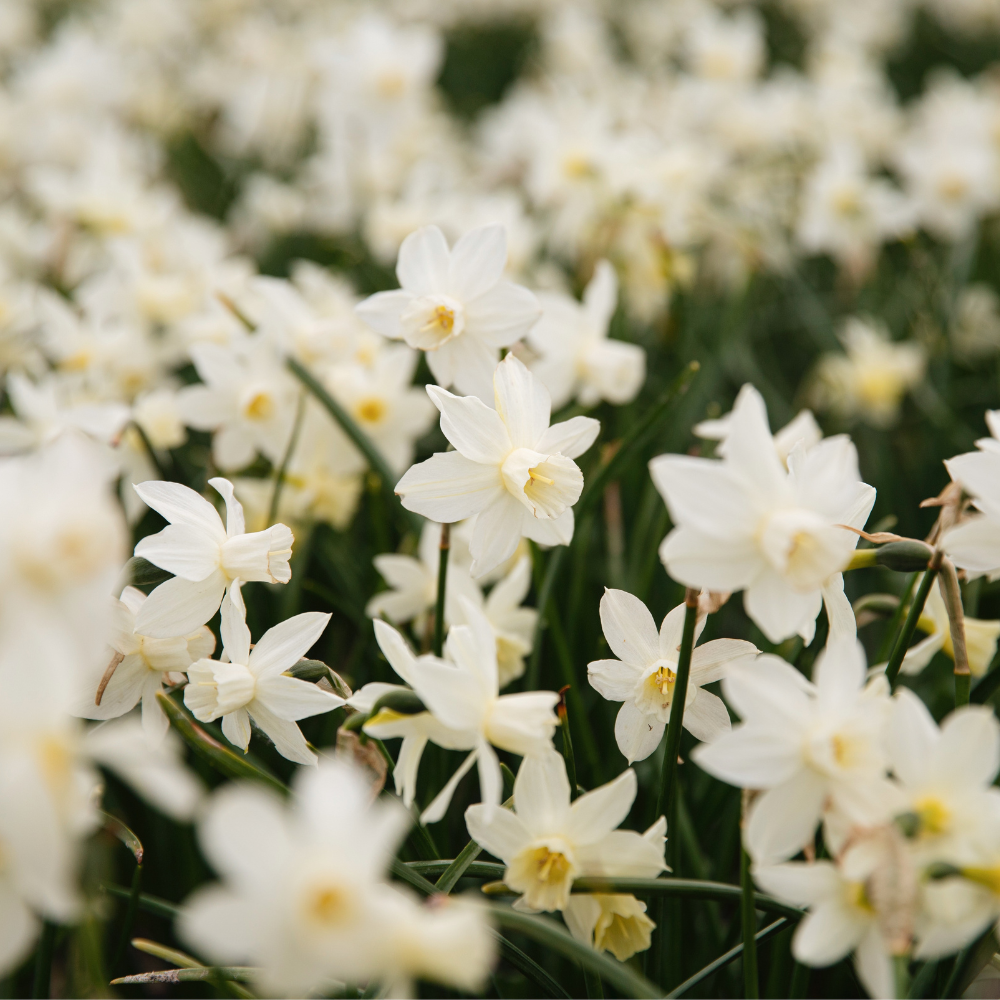 Narcis 'Sailboat' BIO