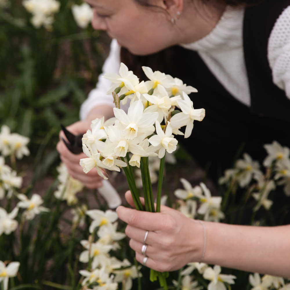 Narcis 'Sailboat' BIO