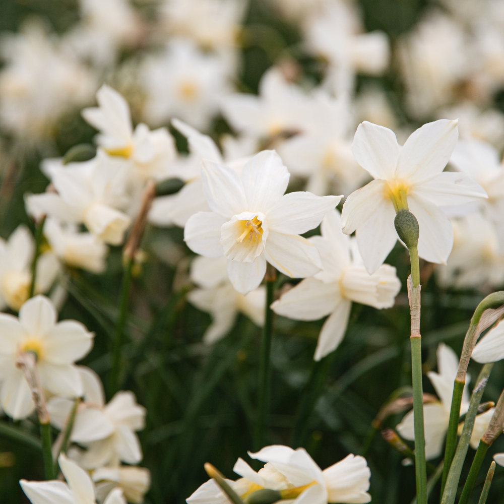 Narcissen pakket BIO