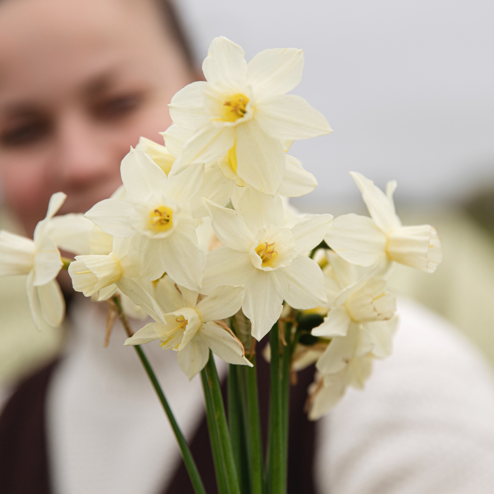 Narcis 'Sailboat' BIO