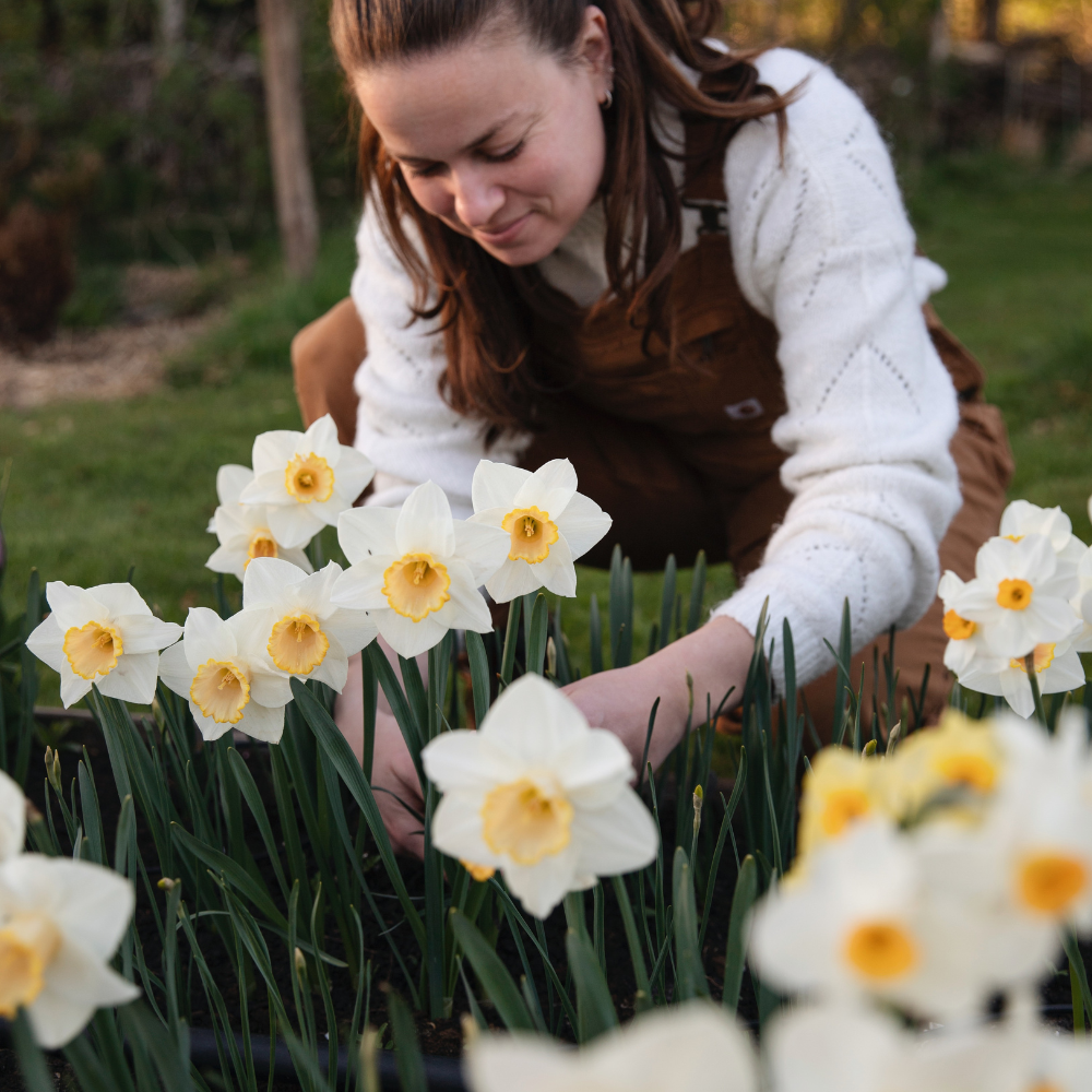Narcis 'Salomé' BIO